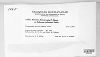 Puccinia solani-tristis image